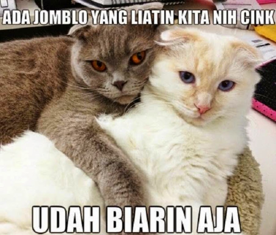 Kumpulan Meme Troll Gambar Lucu Quote Kata Kucing Katanya